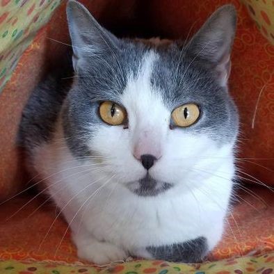 a black and white cat