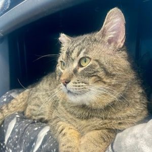 a brown tabby cat