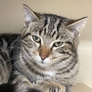 a grey striped cat