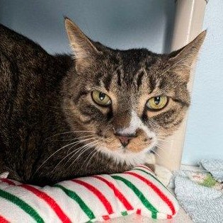 a brown striped cat