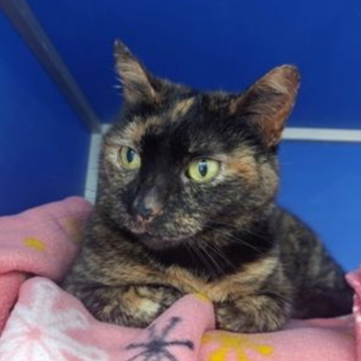 a multicolored cat